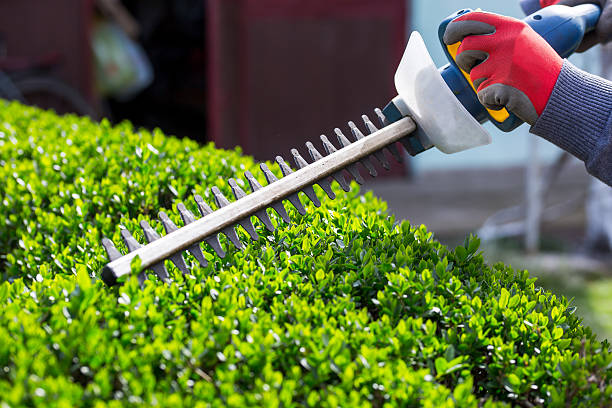 Hedge Trimming